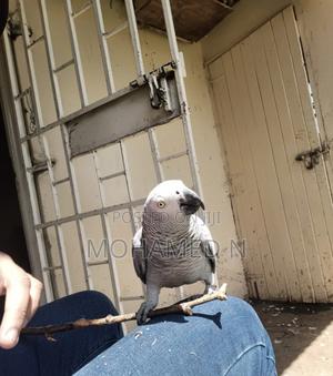 African Grey - thumbnail 2
