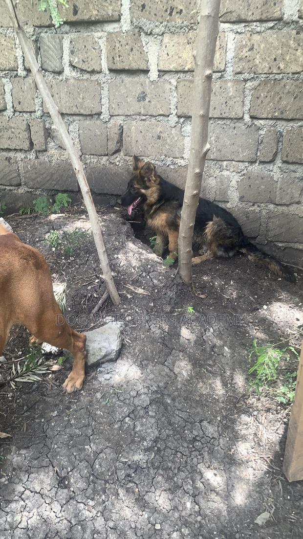 3-6 months Male Purebred German Shepherd - thumbnail 6
