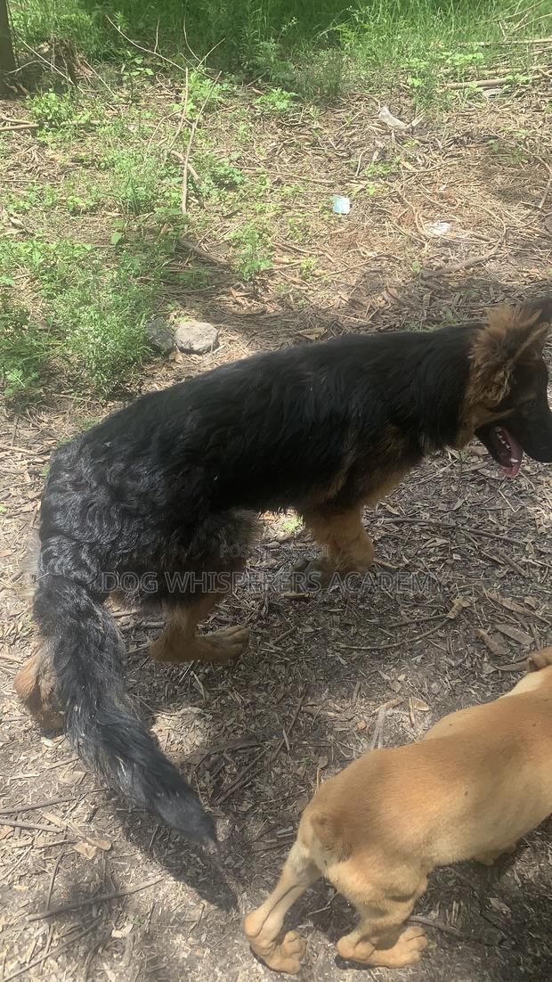 3-6 months Male Purebred German Shepherd - thumbnail 3