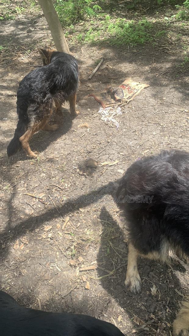 3-6 months Male Purebred German Shepherd - thumbnail 4