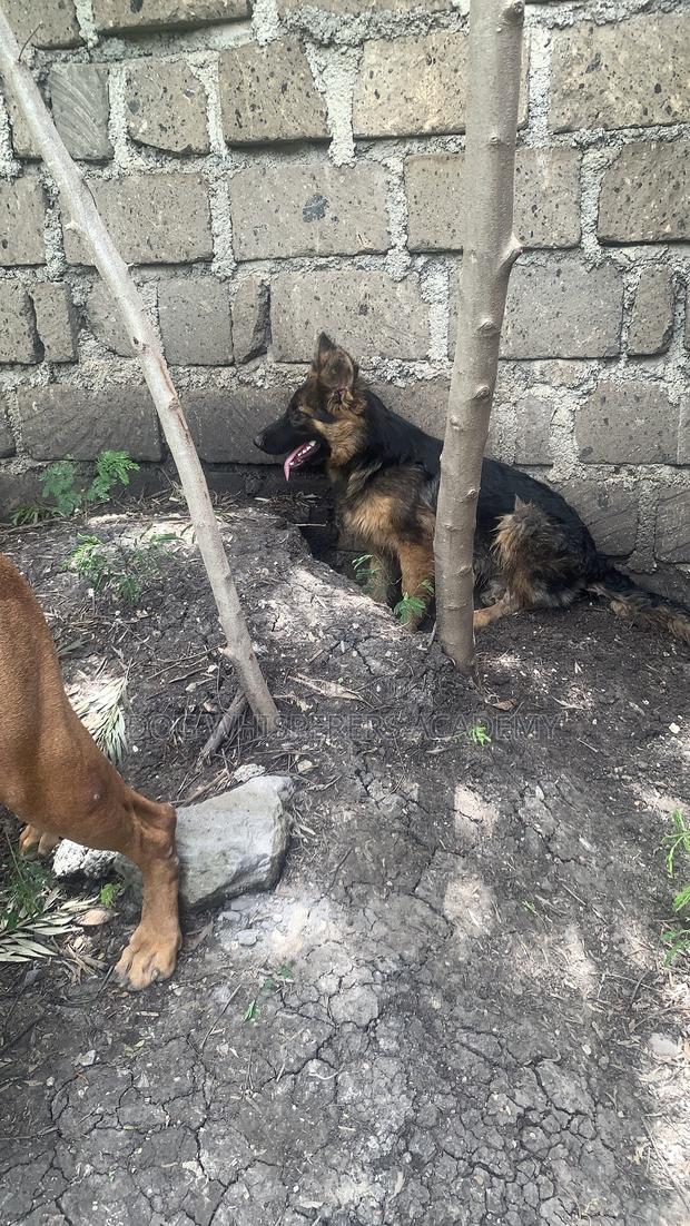 3-6 months Male Purebred German Shepherd - thumbnail 5