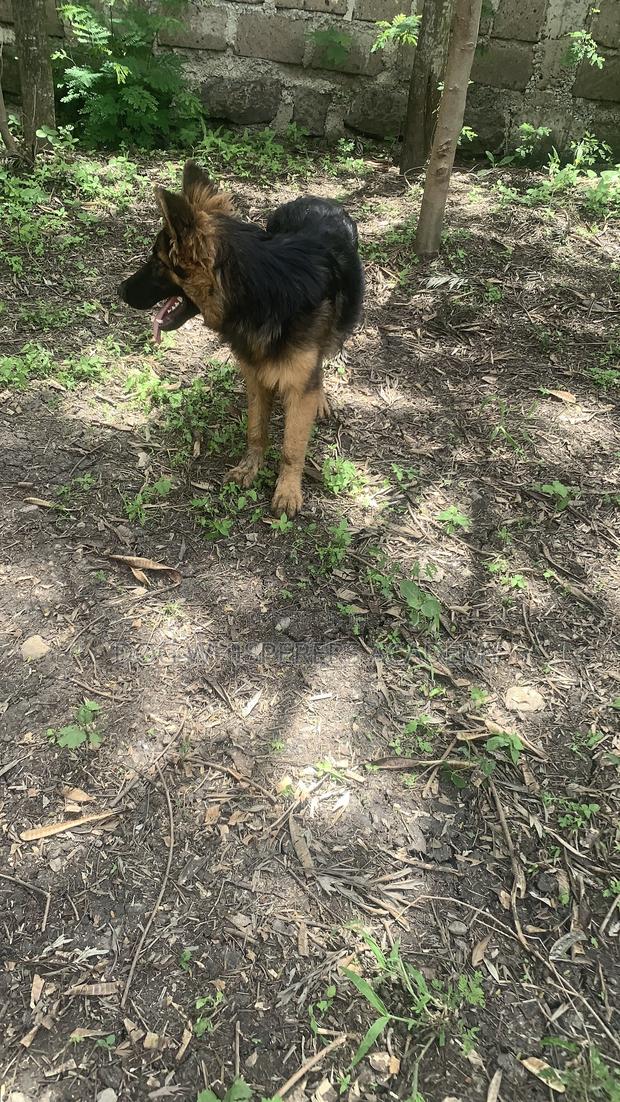 3-6 months Male Purebred German Shepherd