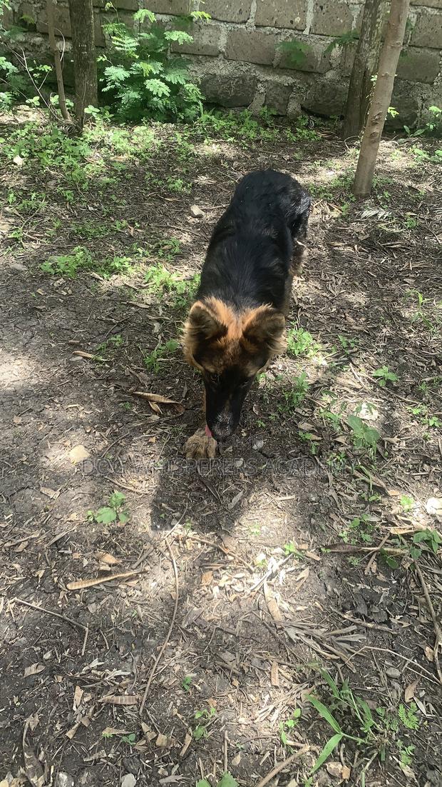 3-6 months Male Purebred German Shepherd - thumbnail 2