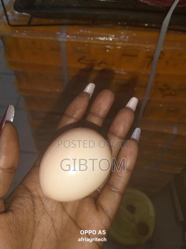 Dummy Egg( Fake Egg) - main view