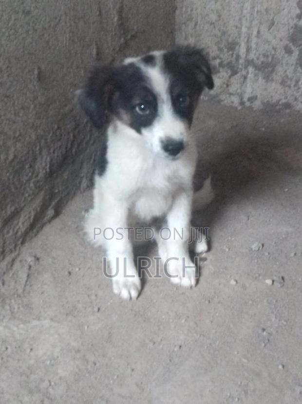 3-6 months Male Mixed Breed Border Collie - thumbnail 3