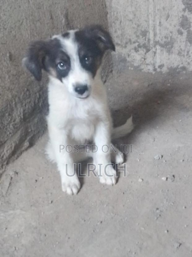 3-6 months Male Mixed Breed Border Collie - thumbnail 4