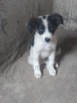 3-6 months Male Mixed Breed Border Collie - thumbnail 2