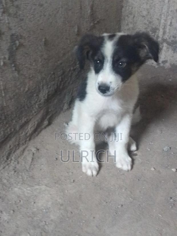 3-6 months Male Mixed Breed Border Collie - thumbnail 5