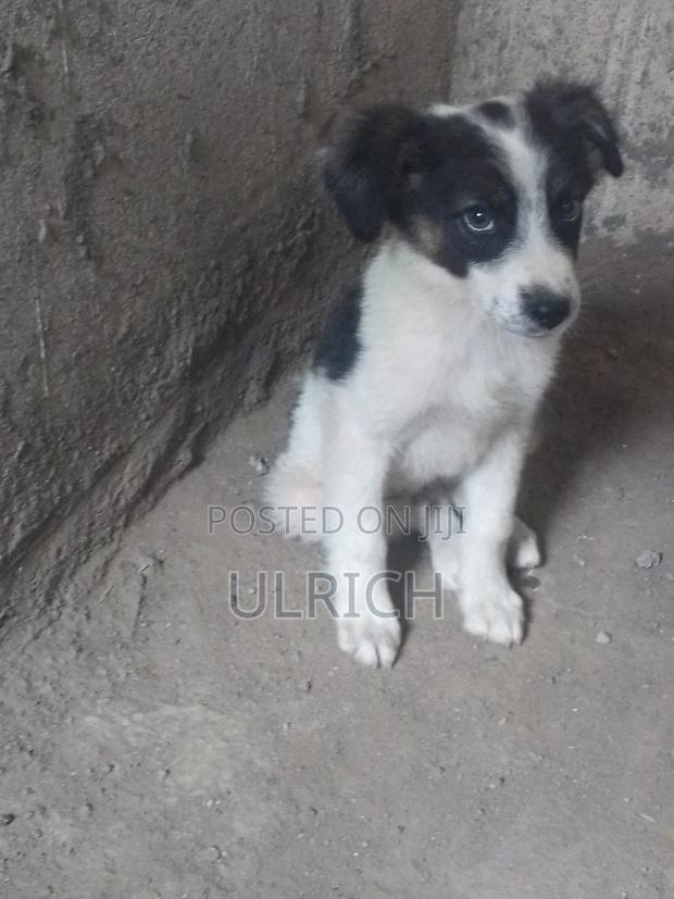 3-6 months Male Mixed Breed Border Collie - thumbnail 6