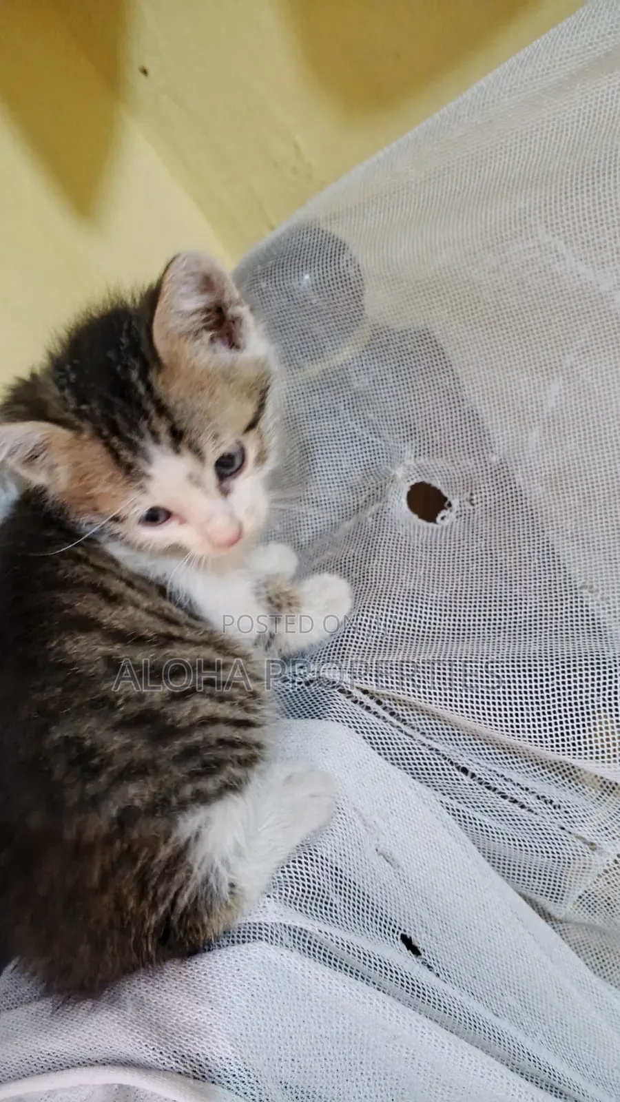1-3 months Female Mixed Breed American Shorthair