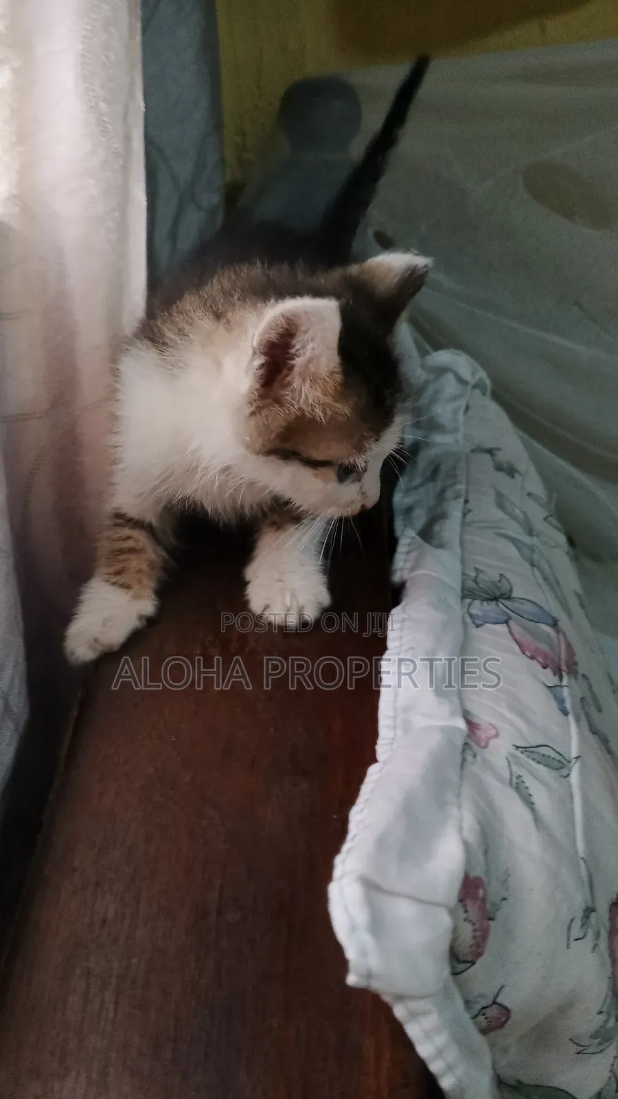 1-3 months Female Mixed Breed American Shorthair