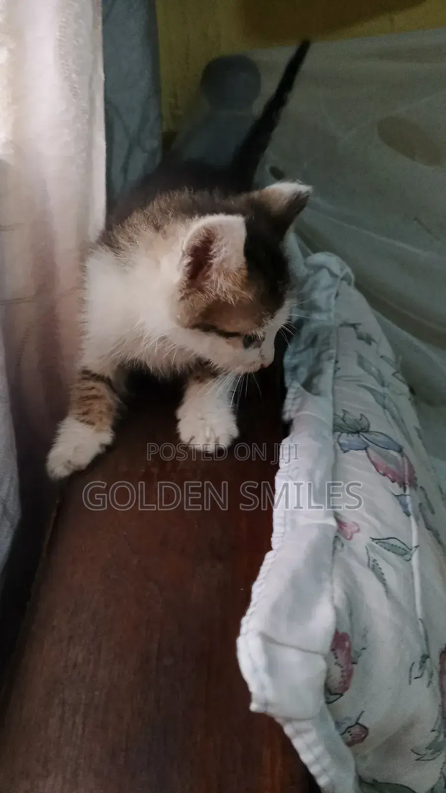 1-3 months Female Mixed Breed American Shorthair