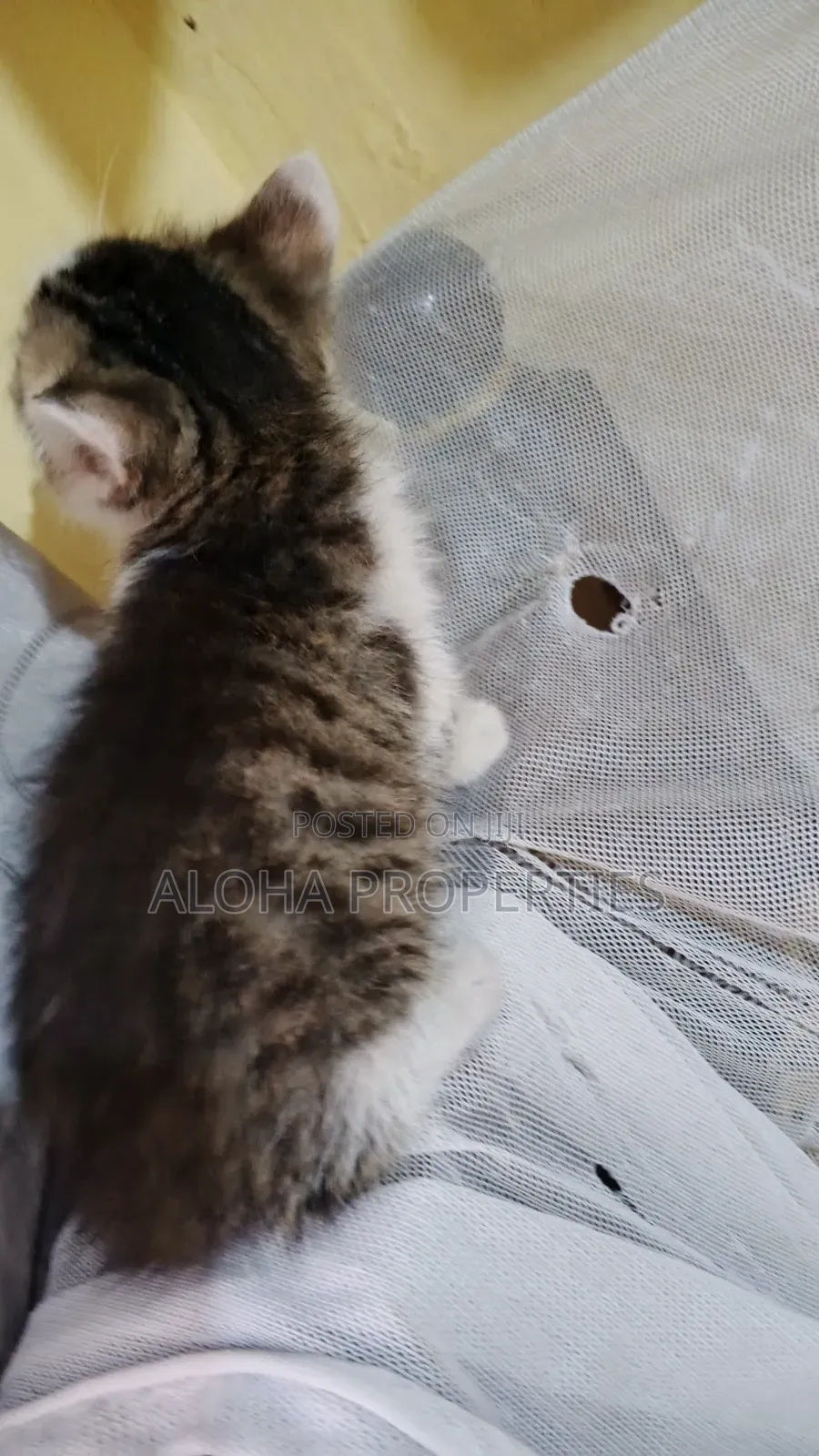 1-3 months Female Mixed Breed American Shorthair