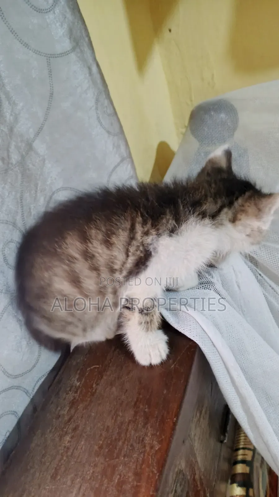 1-3 months Female Mixed Breed American Shorthair