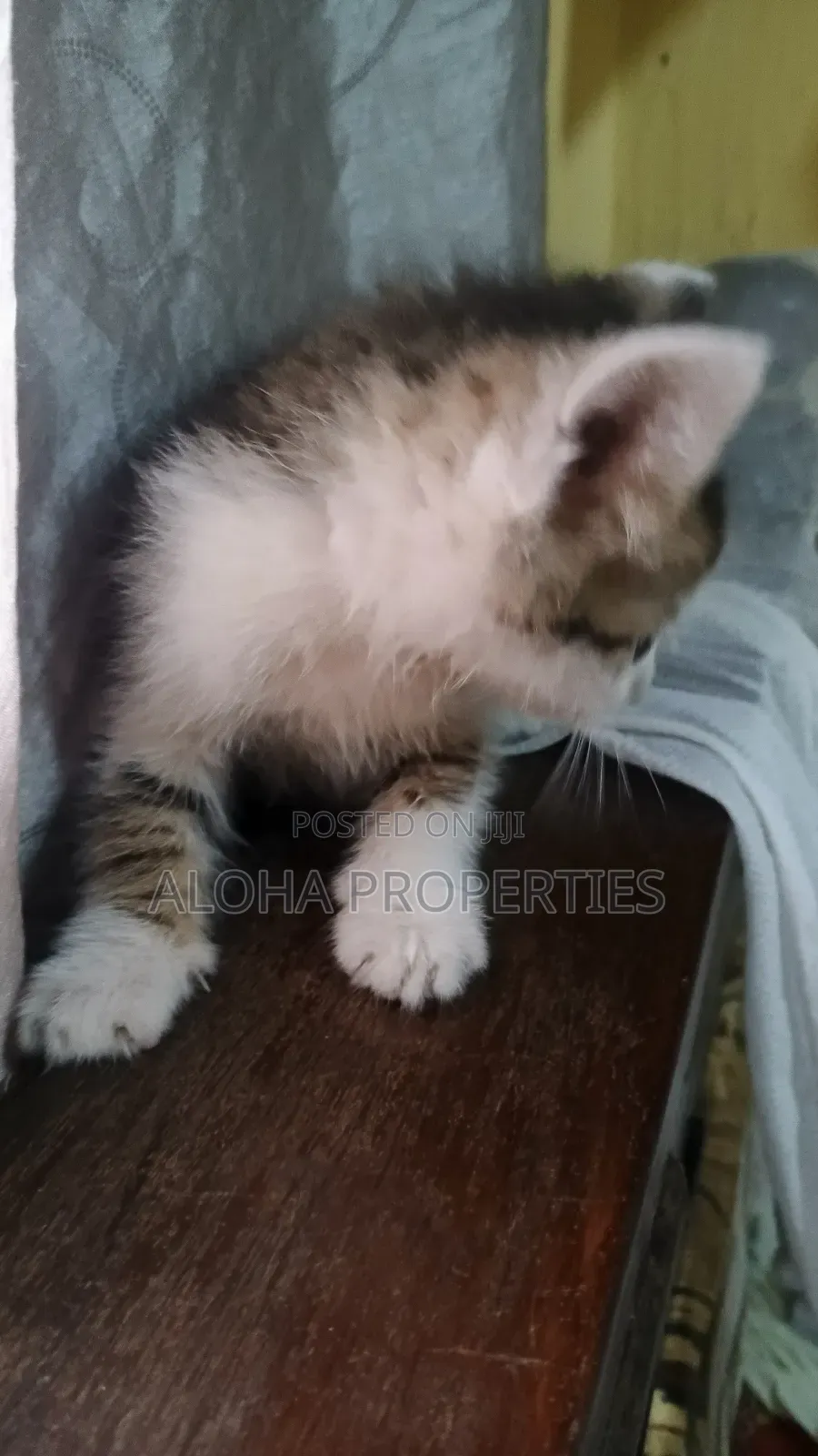 1-3 months Female Mixed Breed American Shorthair