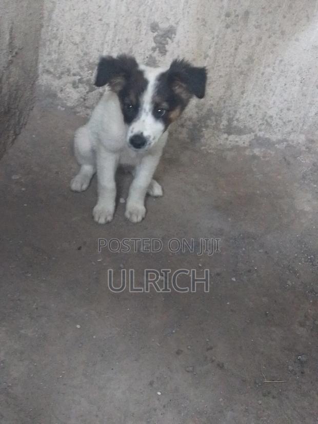 3-6 months Female Mixed Breed Border Collie - thumbnail 5