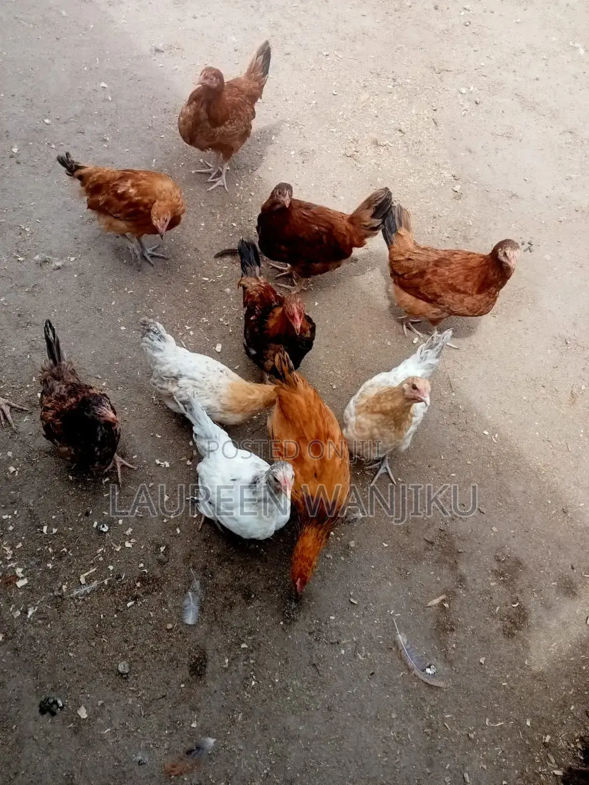 Kienyeji Chicks for Sale
