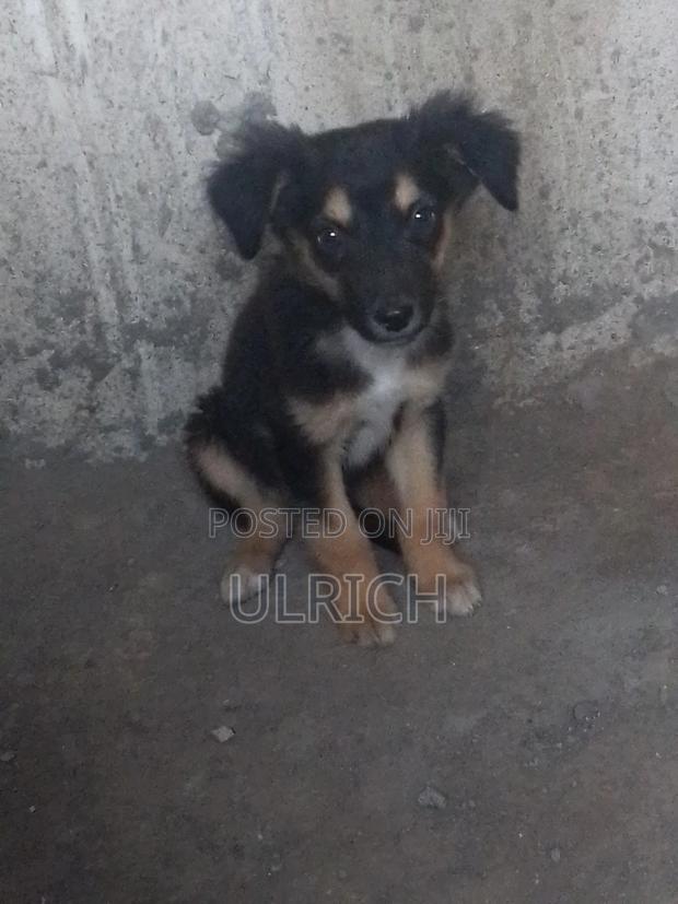 3-6 months Male Mixed Breed German Shepherd - main view