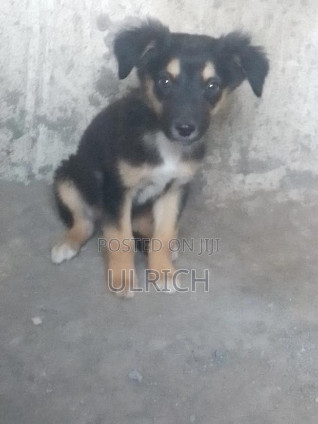 3-6 months Male Mixed Breed German Shepherd - thumbnail 3