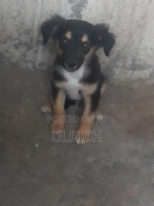 3-6 months Male Mixed Breed German Shepherd - thumbnail 4