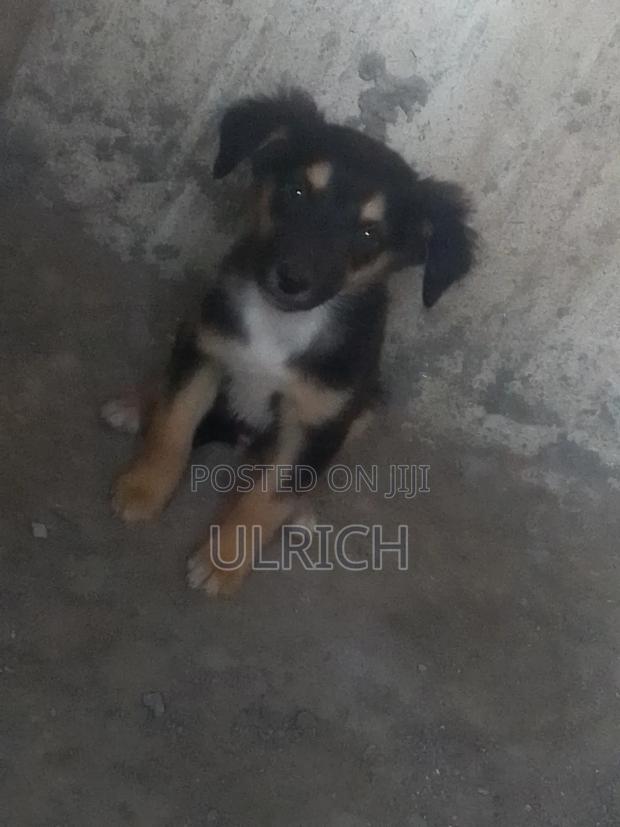 3-6 months Male Mixed Breed German Shepherd - thumbnail 5