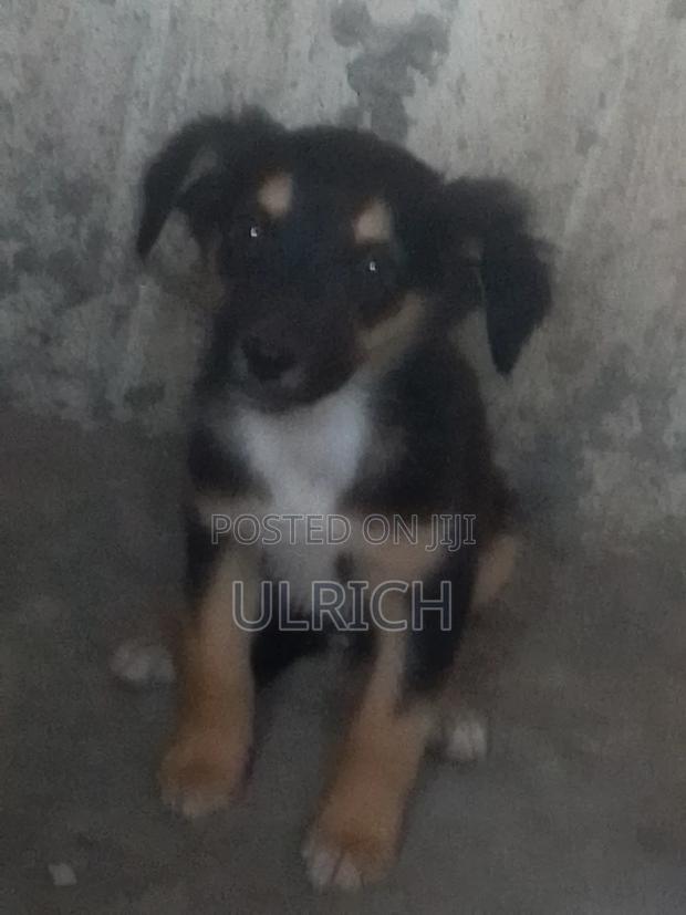 3-6 months Male Mixed Breed German Shepherd - thumbnail 6