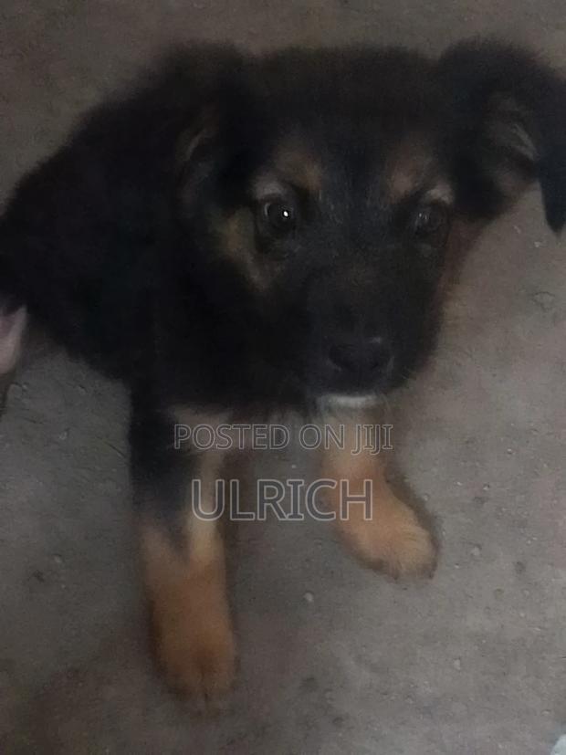 3-6 months Female Mixed Breed German Shepherd - thumbnail 4