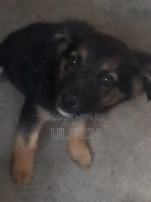 3-6 months Female Mixed Breed German Shepherd - thumbnail 5