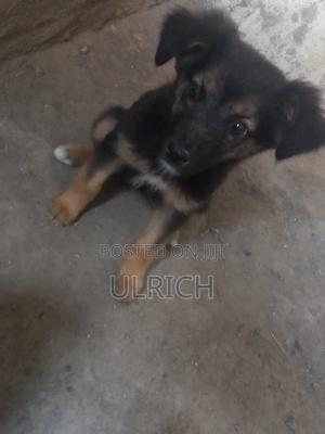 3-6 months Female Mixed Breed German Shepherd - thumbnail 2