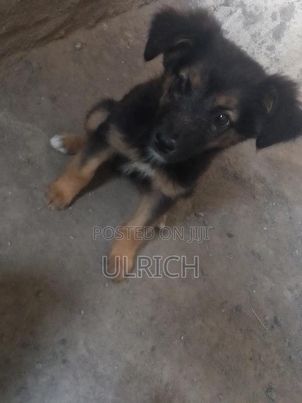 3-6 months Female Mixed Breed German Shepherd - main view