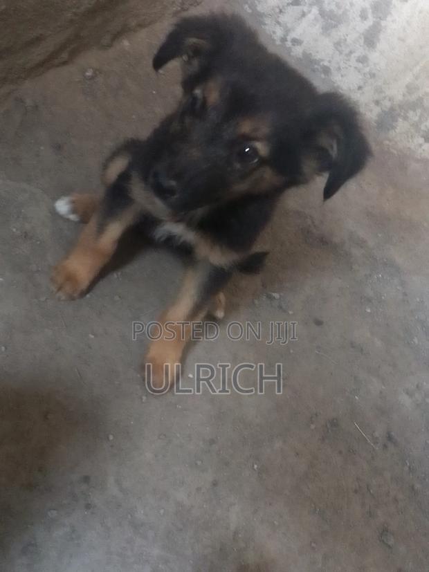 3-6 months Female Mixed Breed German Shepherd - thumbnail 6