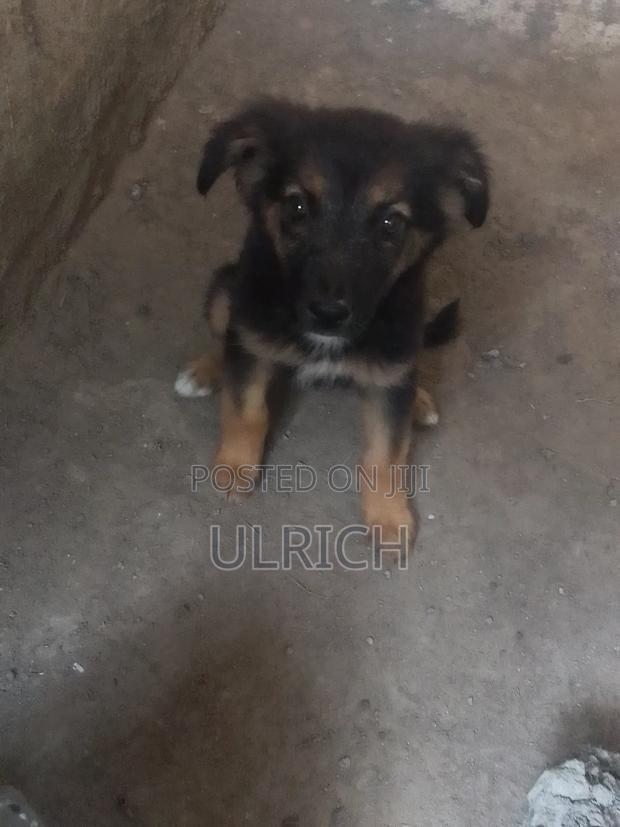 3-6 months Female Mixed Breed German Shepherd - thumbnail 7