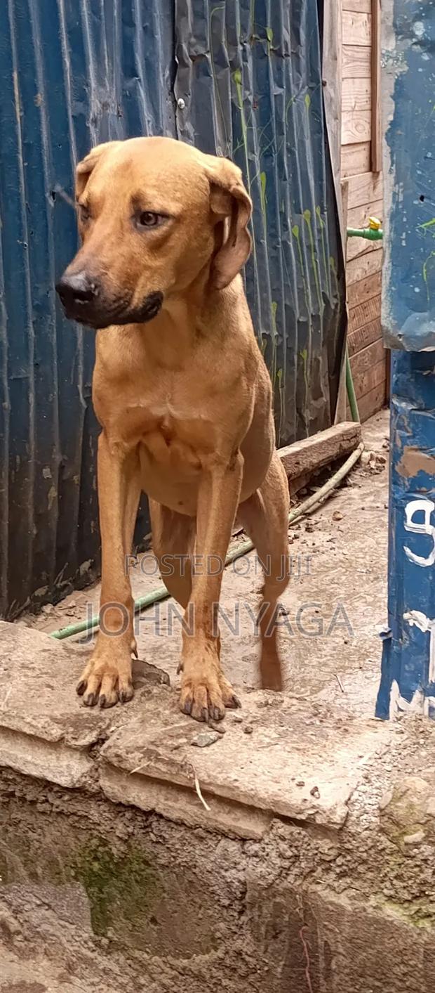 3-6 months Male Purebred Boerboel