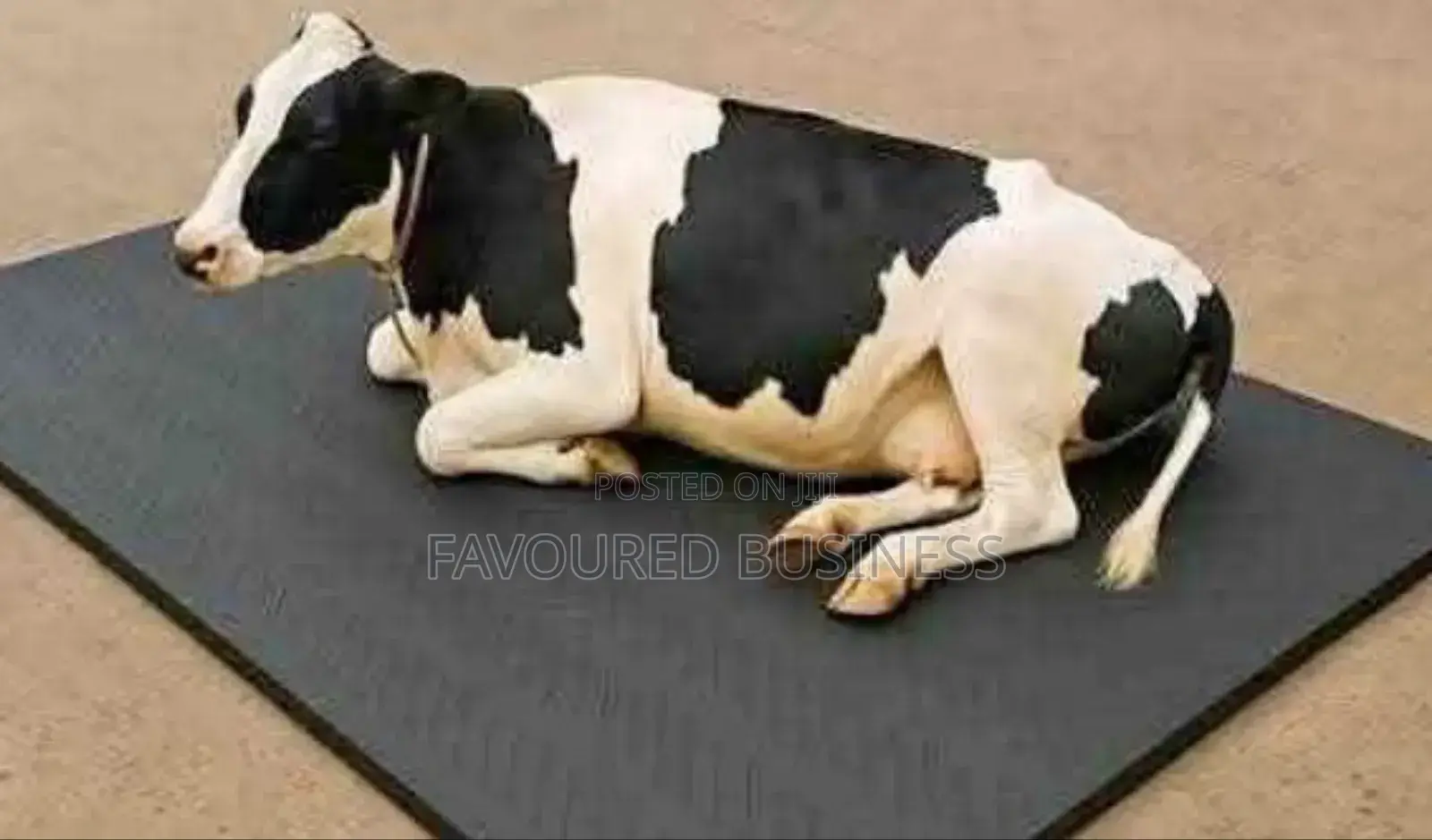 Cow Matress 5by 3ft /Cow Matres