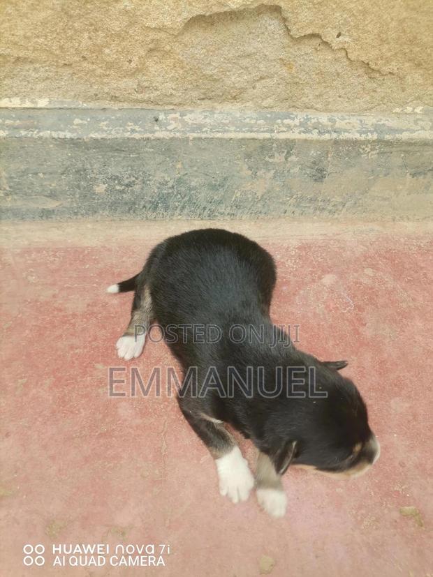 0-1 month Male Mixed Breed German Shepherd - thumbnail 2