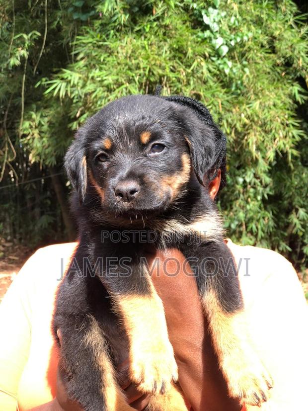 1-3 months Male Mixed Breed Rottweiler - main view