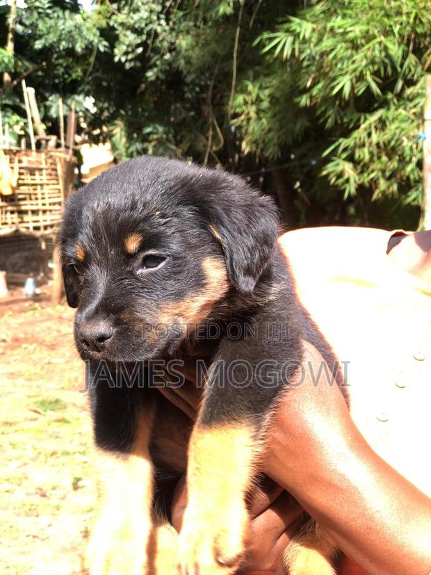 1-3 months Male Mixed Breed Rottweiler - thumbnail 2