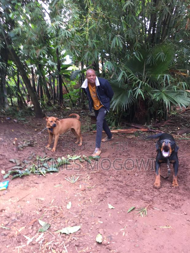 1-3 months Male Mixed Breed Rottweiler - thumbnail 3