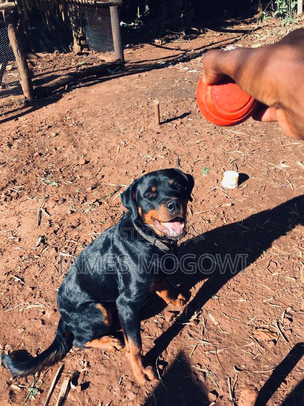 1-3 months Male Mixed Breed Rottweiler - thumbnail 4