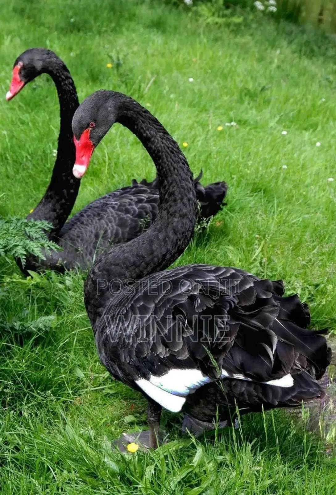 Black Swan Available In Kenya