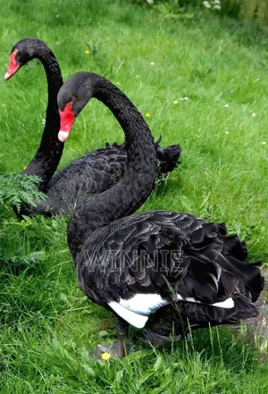 Black Swan Available In Kenya