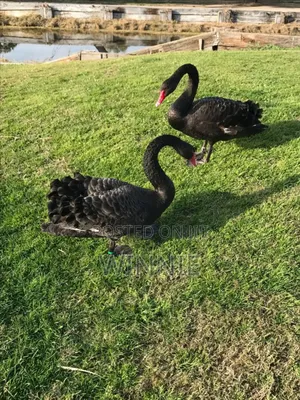 Black Swan Available In Kenya