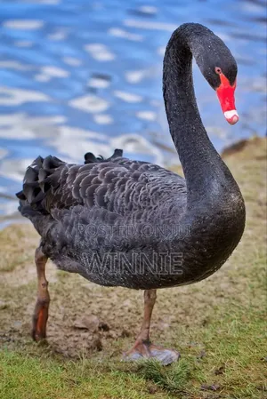Black Swan Available In Kenya