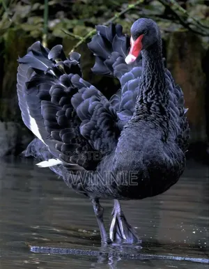 Black Swan Available In Kenya