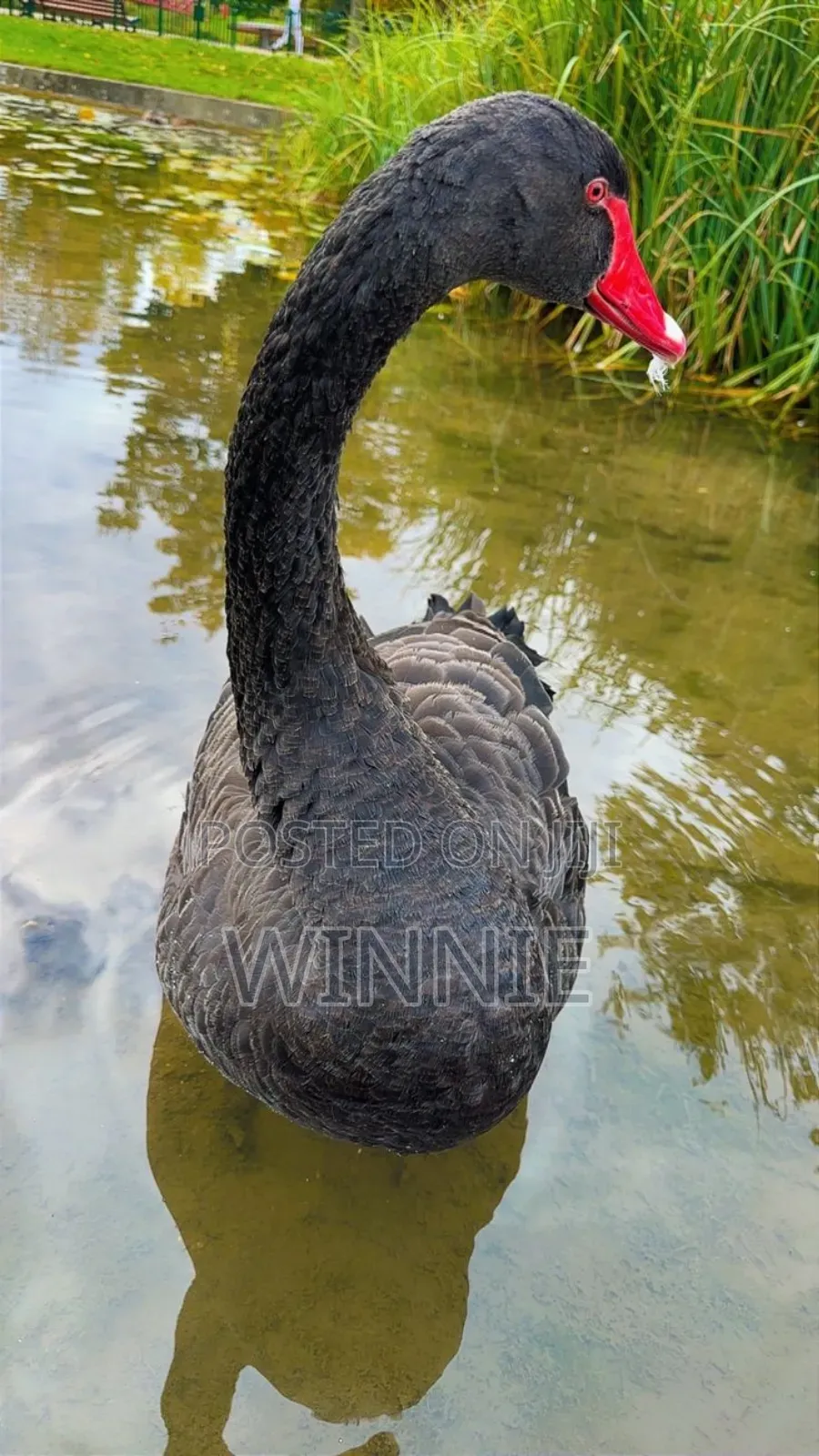 Black Swan Available In Kenya