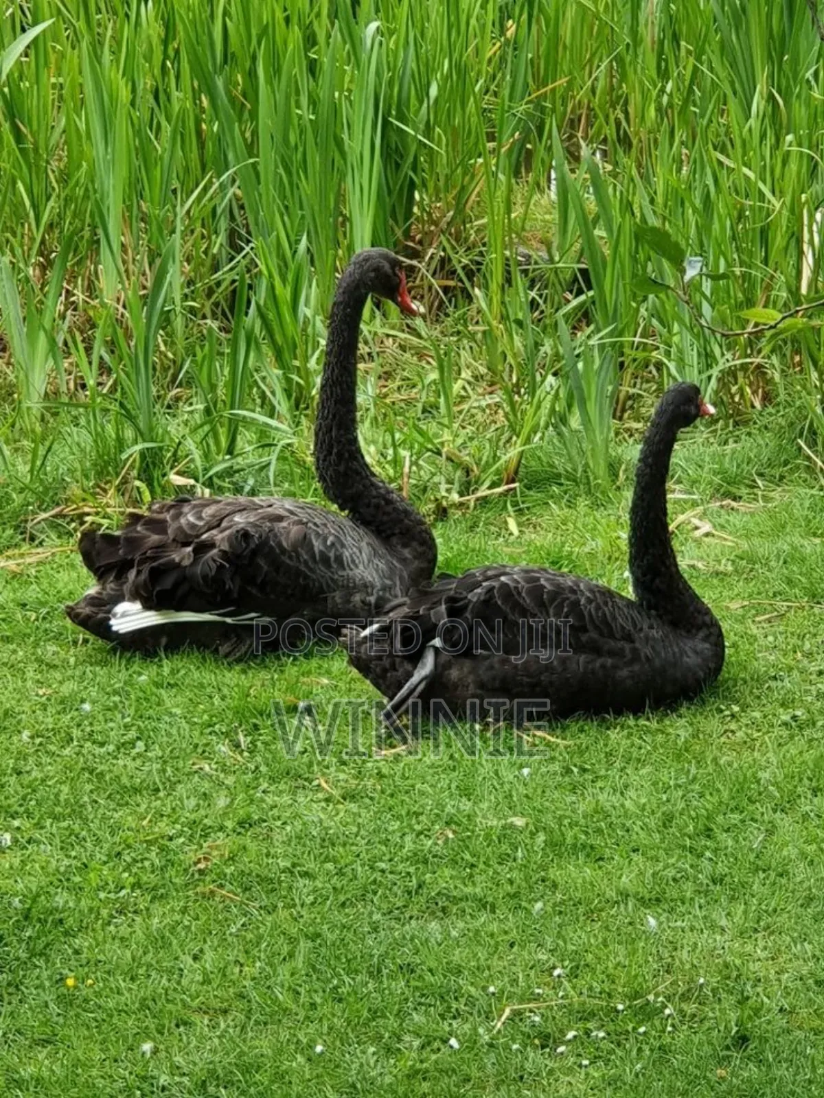 Black Swan Available In Kenya