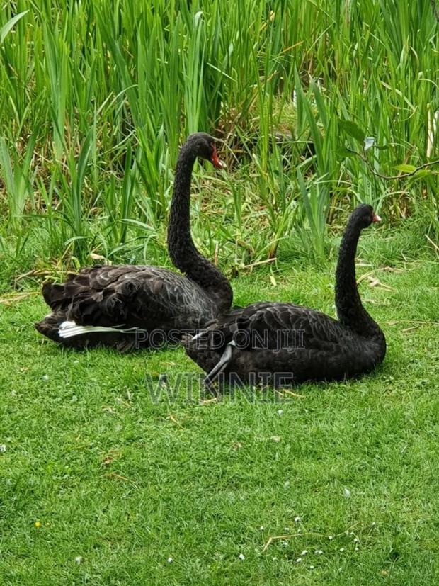 Black Swan Available In Kenya - thumbnail 7