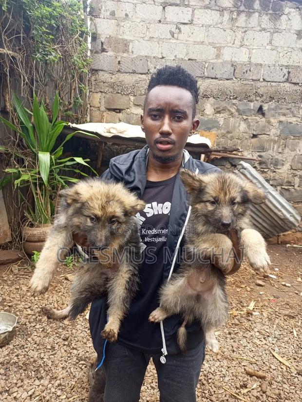 1-3 months Male Purebred German Shepherd - main view