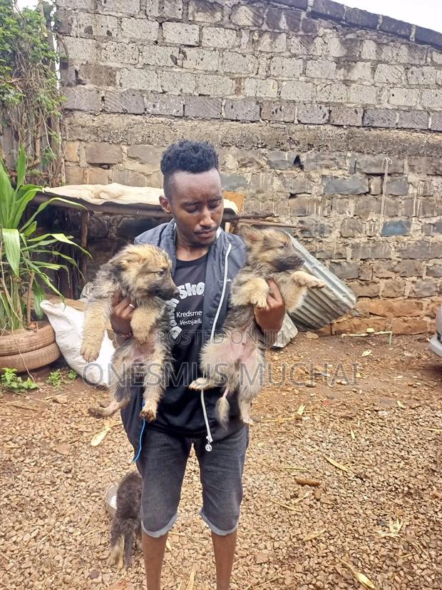 1-3 months Male Purebred German Shepherd - thumbnail 2