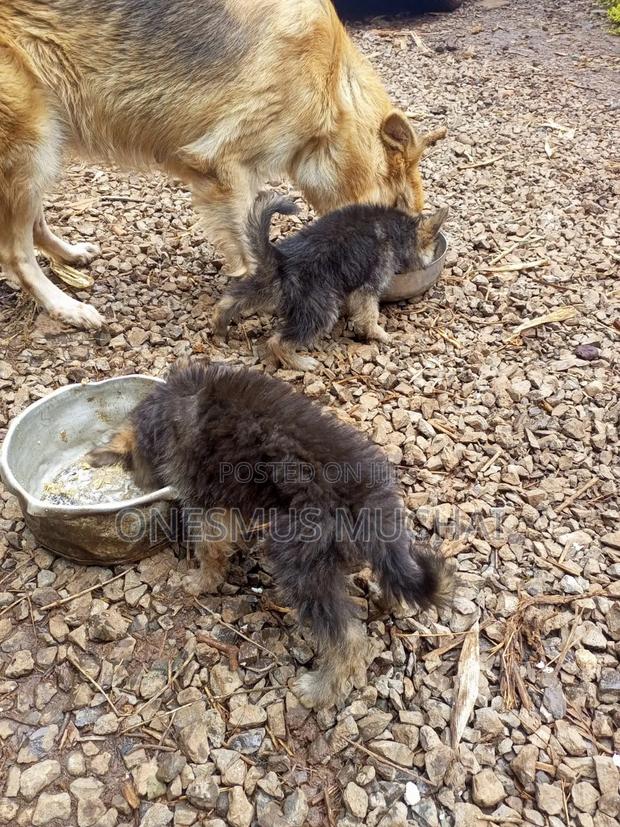 1-3 months Male Purebred German Shepherd - thumbnail 3